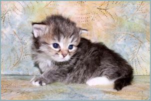 Male Siberian Kitten from Deedlebug Siberians